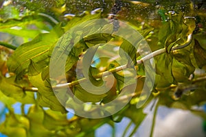 Close-up view of pondweed leaves under water