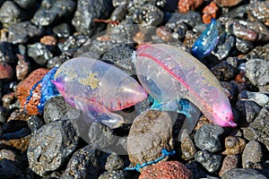 Close-up view of a Portuguese man o` war washed up on a beach at Flores Azores islands
