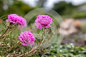 Close-up view of Portulaca, Moss flowers. Roses, pink, red, and others blooming