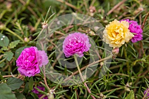 Close-up view of Portulaca, Moss flowers. Roses, pink, red, and others blooming