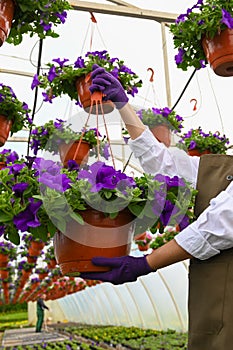 Close-up view of pot with flowers in female hands. Female gardener holding pot with flowers in glasshouse