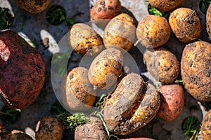 Close up view of potatoes shortly after harvest