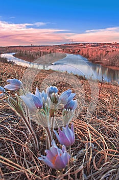 Prairie Crocus At Sunrise By The River