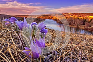 Prairie Crocus At Sunrise By The River