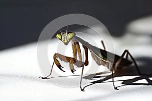 A close-up view of a praying mantis on a white surface, suitable for use in scientific or educational contexts