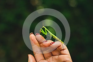 Close up view of praying mantis on woman`s hand. European Mantis religiosa Ida Mountain Kazdagi National Park