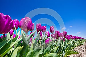 Close-up view of pretty purple tulips during day