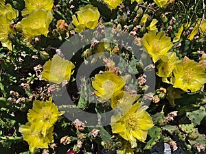 Close-up view of prickly pear flowers with yellow bloom and green leaves with spines on sunny summer day.