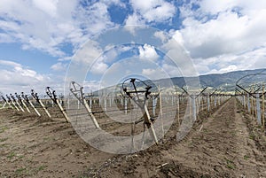 Close-up view of pruned vines tied to a wire trellis, green grass between the rows, vines twisting from the trunk in the vineyard