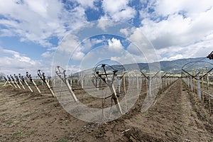 Close-up view of pruned vines tied to a wire trellis, green grass between the rows, vines twisting from the trunk in the vineyard