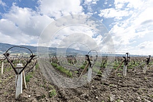 Close-up view of pruned vines tied to a wire trellis, green grass between the rows, vines twisting from the trunk in the vineyard