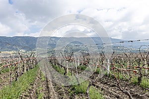 Close-up view of pruned vines tied to a wire trellis, green grass between the rows, vines twisting from the trunk in the vineyard