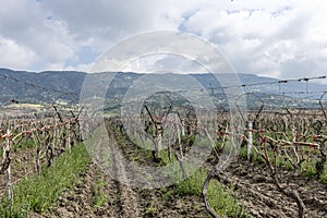 Close-up view of pruned vines tied to a wire trellis, green grass between the rows, vines twisting from the trunk in the vineyard