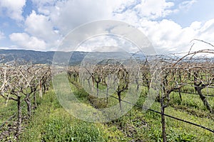 Close-up view of pruned vines tied to a wire trellis, green grass between the rows, vines twisting from the trunk in the vineyard