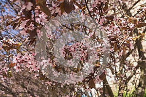 Close up view of Prunus Cerasifera Cherry Plum pink flowers