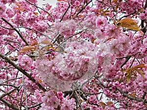 Close-up view of Prunus Kanzan plant flowers blossoming on the branches