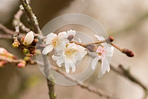 Close up view on Prunus Subhirtella autumnalis, Zurich Botanical Garden.