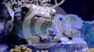 Close-up view of a puffer fish swimming slowly