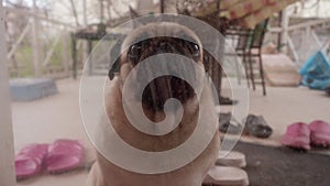 Close up view of pug dog standing behind dirty glass wall and looking at camera.