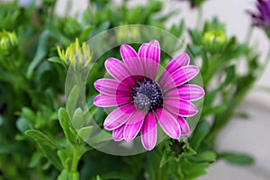 close - up view of purple blooming flowers