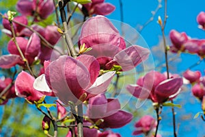 Close-up view of purple blooming magnolia in spring botanical garden