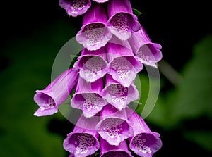 Close-up view of purple foxglove flowers