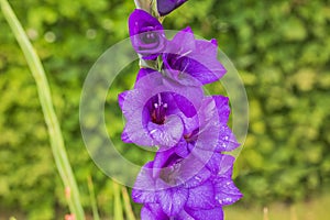 Close-up view of purple gladiolus flower on green background