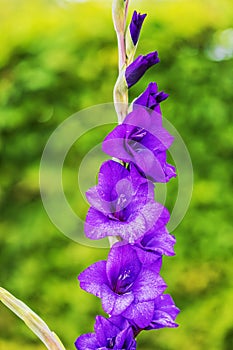Close up view of purple gladiolus flowers on sunny summer day with blurred green bushes in background