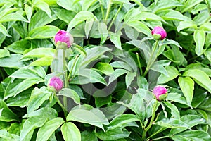 Close up view of purple peony flower buds.. photo