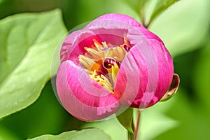 Close-up view of purple-red herbaceous scented flower of blooming Paeonia obovata, commonly known as woodland peony, at bright