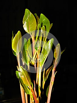 Close-up view of qat aka chat plant, local stimulant leaves, Yemen photo