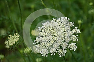 Close-up View Queen Anneâ€™s Lace