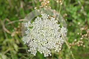 Close-up View of a Queen Anneâ€™s Lace Wildflower