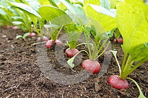 close-up view of radishes growing in the vegetable garden on fertile soil. ripe crop ready to harvest