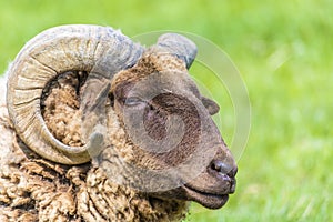 A close up view of a ram in a paddock near Melton Mowbray