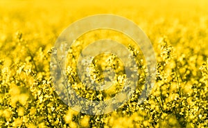 Close up view of a rapeseed field in full bloom with selective focus