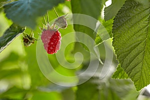 Close-up view of raspberries on branch in home garden