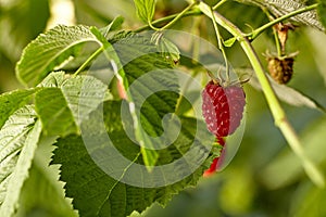 Close-up view of raspberries on branch in home garden