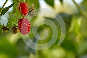 Close-up view of raspberries on branch in home garden