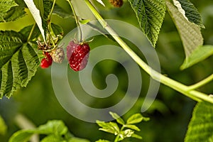 Close-up view of raspberries on branch in home garden