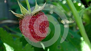 Close-up view of raspberries on branch in home garden. Homegrown food. Healthy eating concept