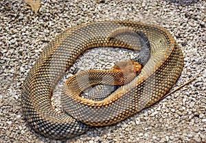 Está descansando serpiente de cascabel 