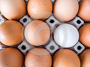 Close-up view of raw chicken. Every egg is a yellow egg, with the exception of white duck eggs
