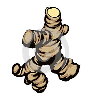Ginger. Vector drawing food object photo