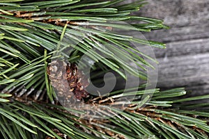 Close up view of a real pine cone on a fir tree branch for a merry Christmas or happy New Year holiday celebration concept