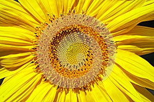 Close-up view of a recently opened sunflower