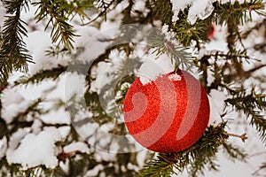 Close-up view of red ball as decoration hanging on the branches of a Christmas tree and sparkling with snow in of winter