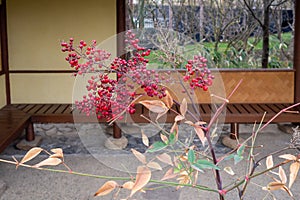 Red berries stand out against a backdrop of natural materials in a landscaped park. photo