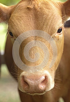 Close Up View of a Red Calf in a Field