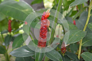 Close Up View Red Cheilocostus Speciosus Or Crepe Ginger Flower Plant In Garden